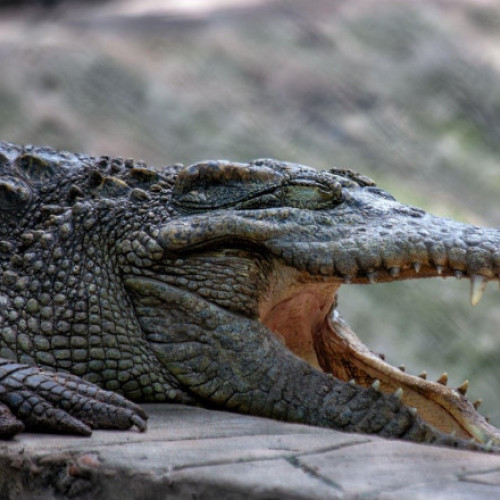 Crocodilul "Crocky" din Sofia scoate la iveală neputințele administrației locale