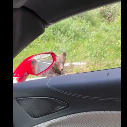 Frații Tate amendați pentru hrănirea unui urs sălbatic