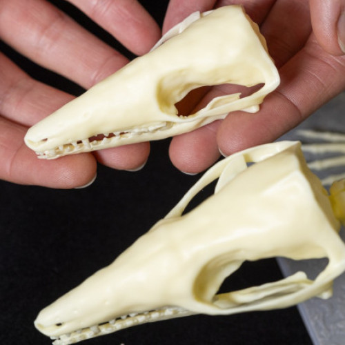 Fosile rare descoperite pe Insula Skye transformă înțelegerea evoluției mamiferelor