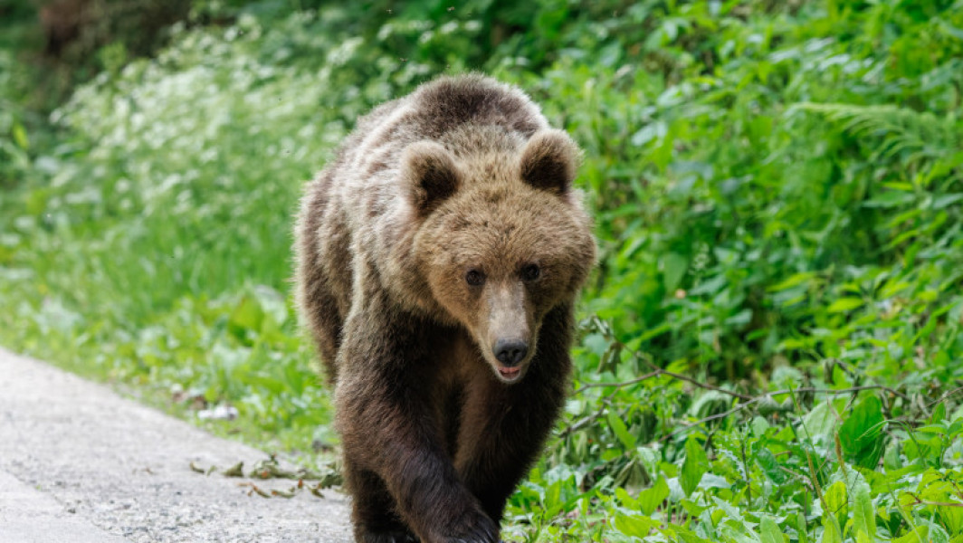 Adolescentă însărcinată atacată de urs în localitatea Crizbav