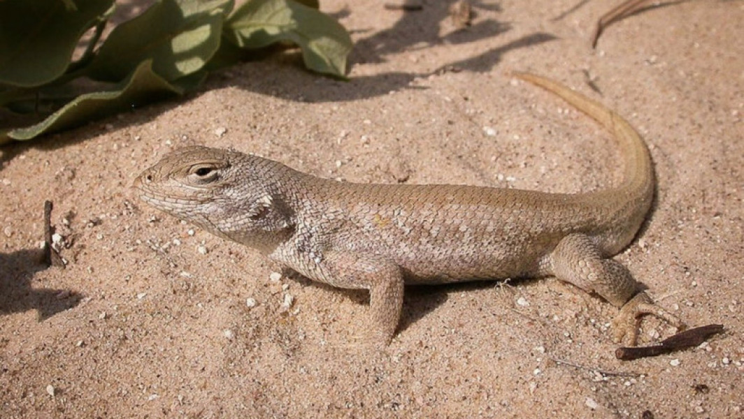 Ken Paxton dă în judecată administrația Biden din cauza clasificării șopârlei Sceloporus arenicolus ca specie pe cale de dispariție