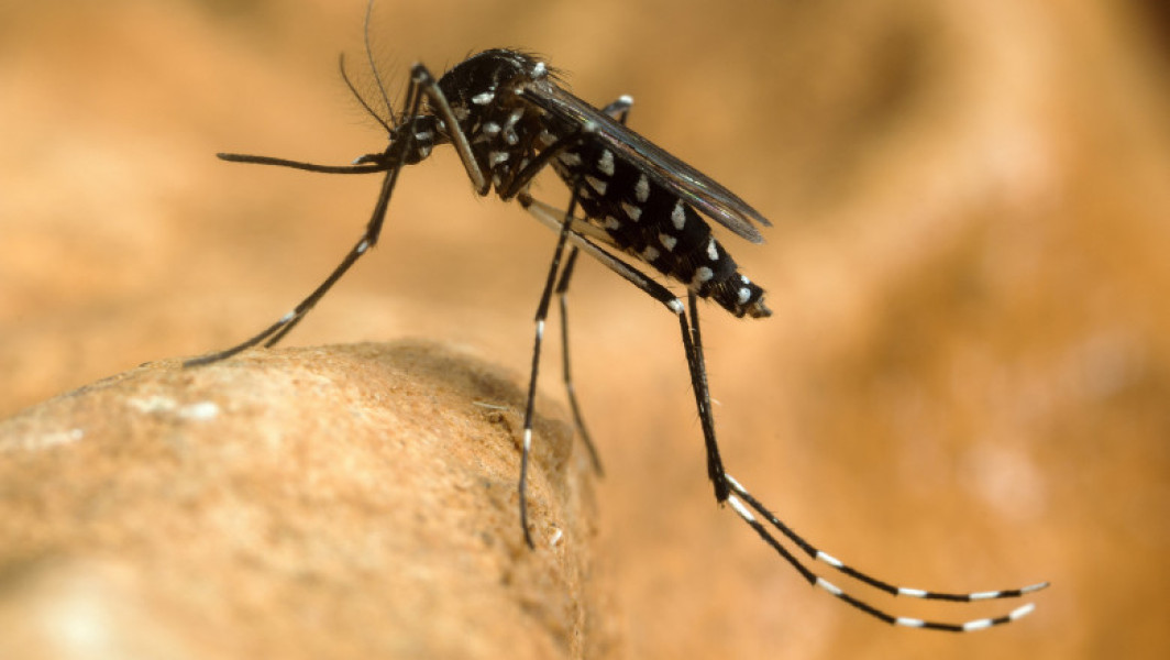 73 de cazuri de infecție cu virusul West Nile în România