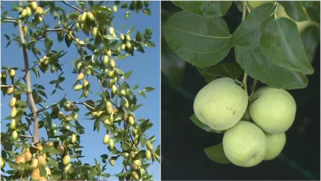 Seceta a determinat agricultorii din Dolj să exploreze culturi exotice