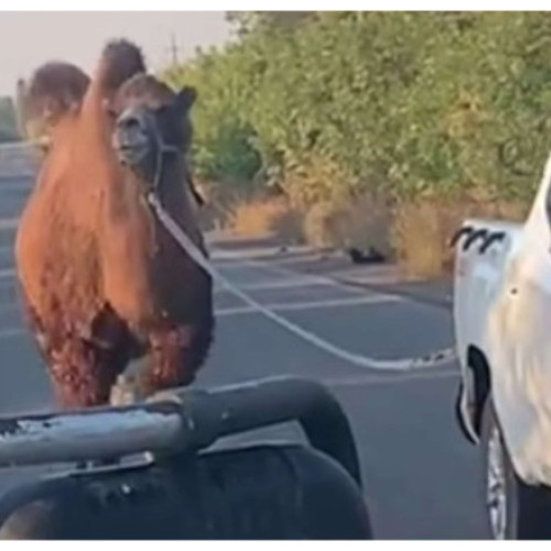 O cămilă folosită de armata rusă a fost capturată de trupele ucrainene lângă Harkov