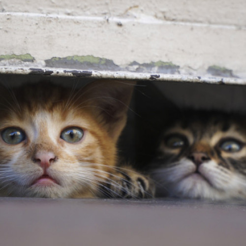 Numărul pisicilor fără stăpân crește în orașele din România