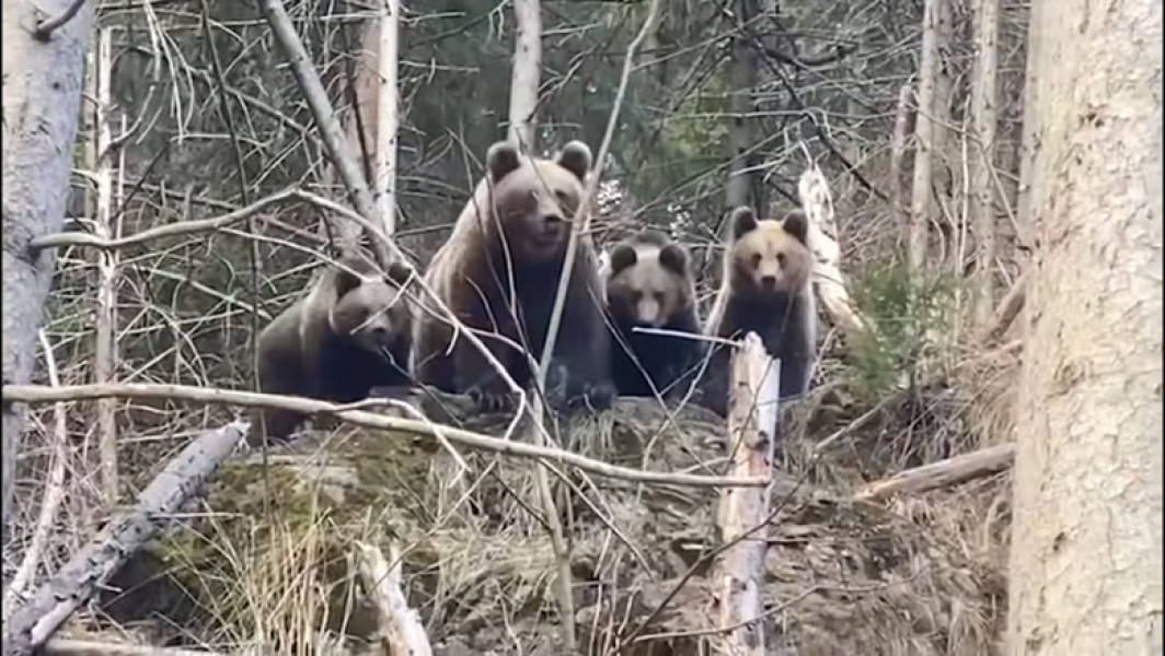 Imagini rare cu familia de urși din Suceava, surprinse de Romsilva. Cum reacționează o mamă ursoaică cu puii săi când întâmpină un om în pădure