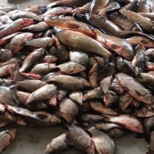 Kilograme de pește retrase de inspectorii sanitari-veterinari în județele Bacău, Brăila, Cluj, Galați, Iași, Suceava, Vaslui, Vâlcea și Vrancea