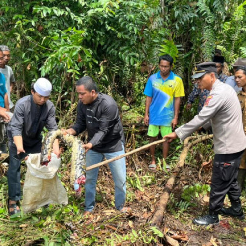 Femeie gasită moartă în burta unui piton în Indonezia